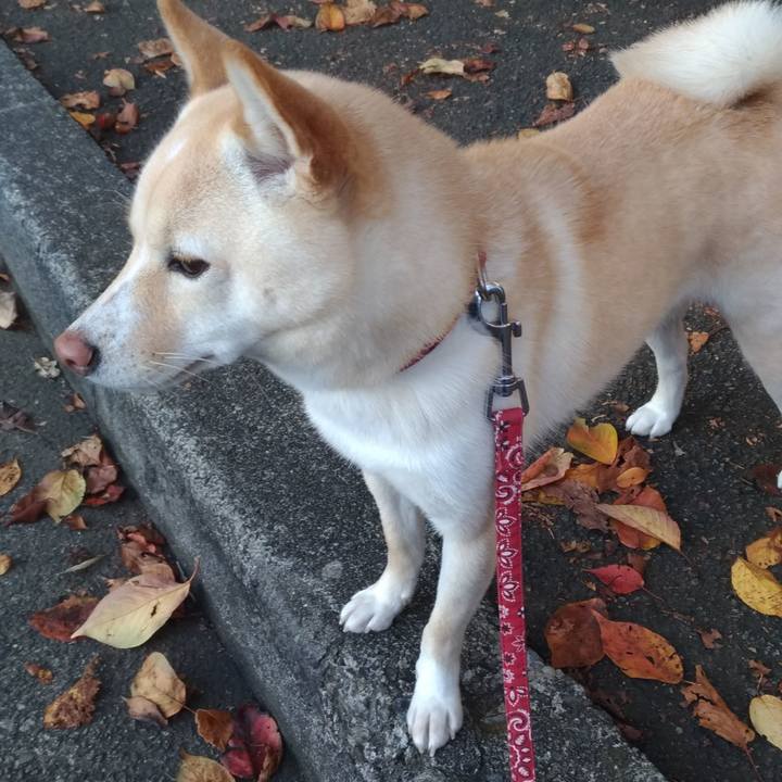 06f7532f 44f4 468c aa2a 7d699b73a7db 1542181009472