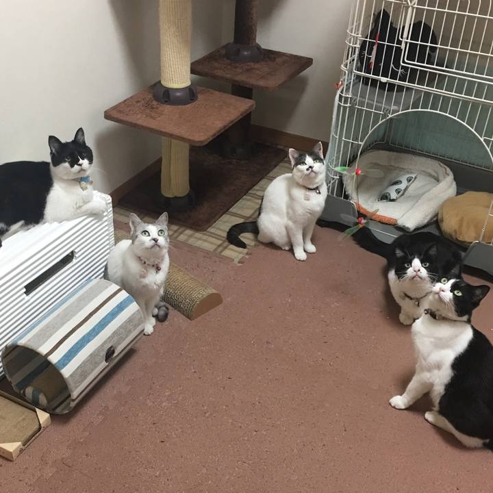 06f7885e 545c 429c 96f8 c6d349cf2067 1527932428710