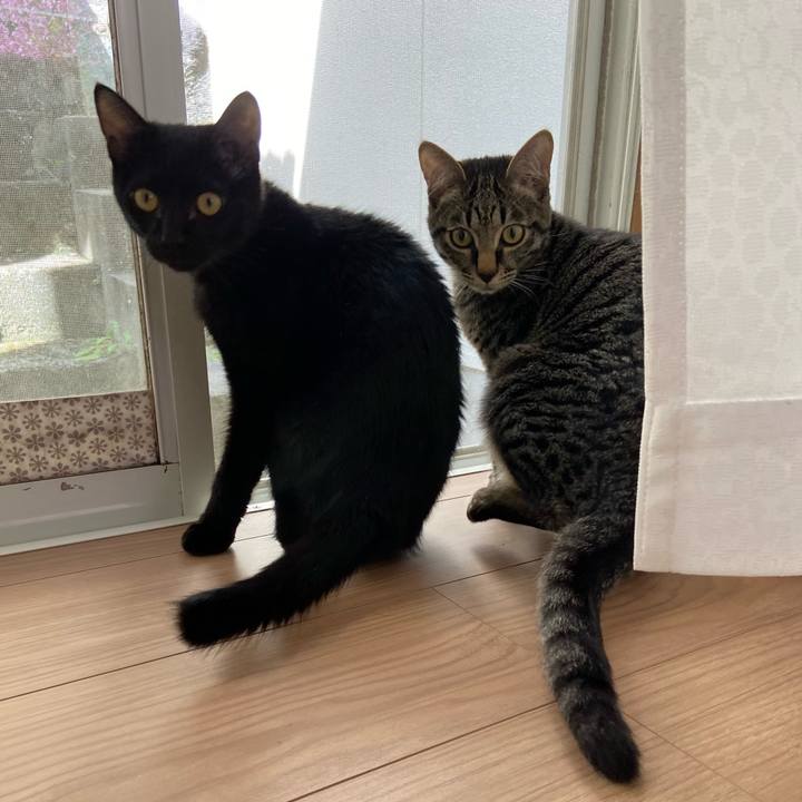 06fc25d9 98e6 46d3 8c05 a9d05eceb0f1 1616220880598