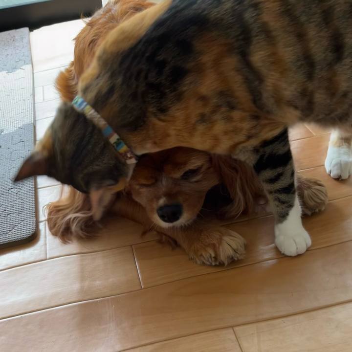 06fd7033 3027 4420 9f3e 609d41fb9057 1685232668344