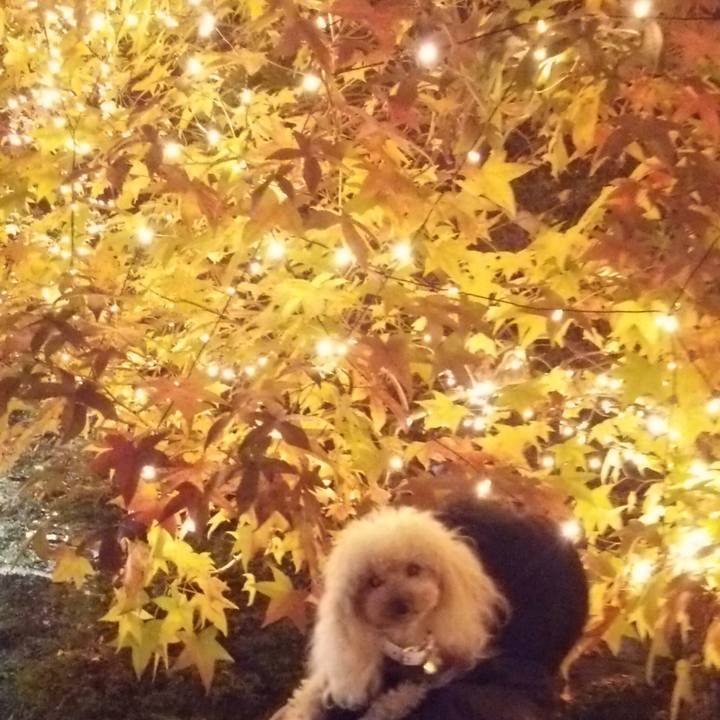 06fe681e 7ac9 4343 8f9b 56a2331ce6e8 1542624915306