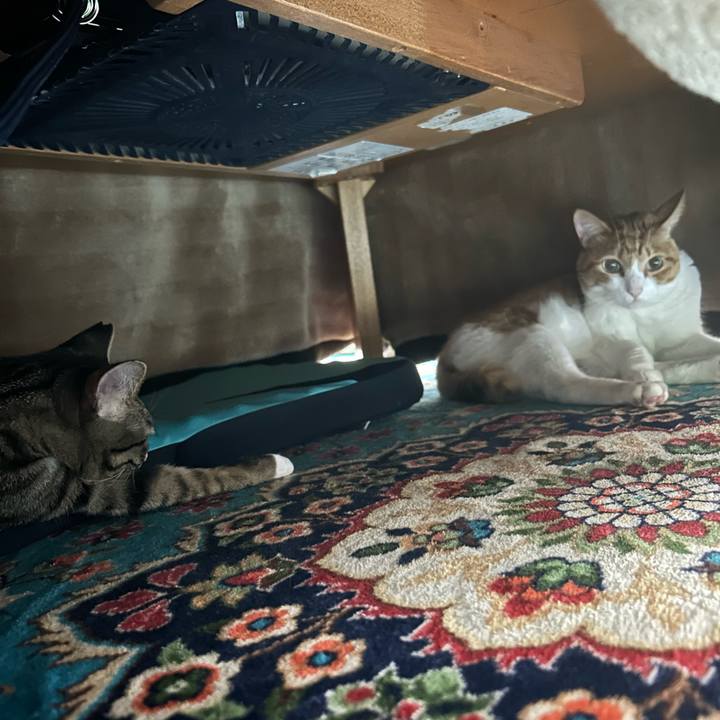 070224eb 794f 4204 b1a4 8ef65b74c691 1761911221779