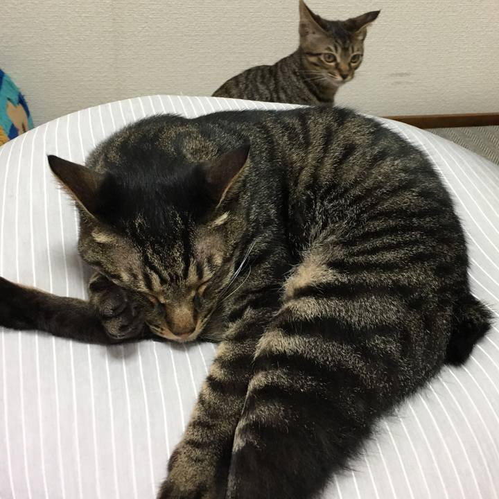 07049add a304 46b5 a1c5 cee38f4b22b3 1533775035113