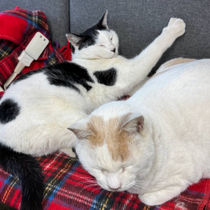 07063d45 8c47 4da6 90d6 791a669488d9 1765261035290