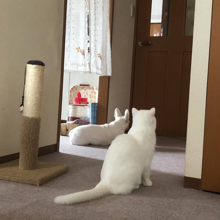 07083731 dada 4d32 b01c eb632a7950f0 1594452533895