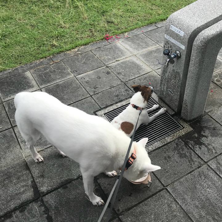 070b2a86 e361 4a1d 8436 123cf01df593 1531010933379