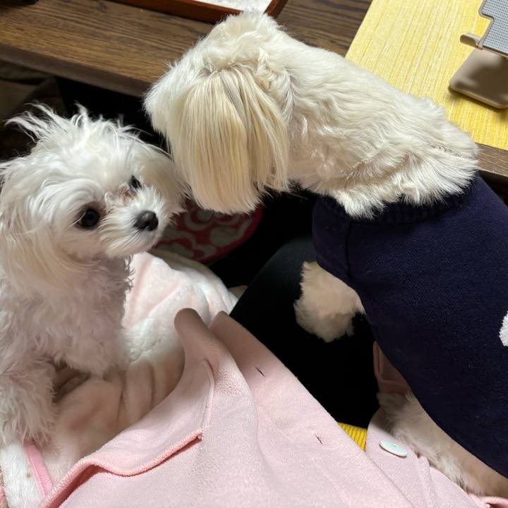 070d0634 a2f4 4277 bf76 a83cfa9cc023 1732189464413