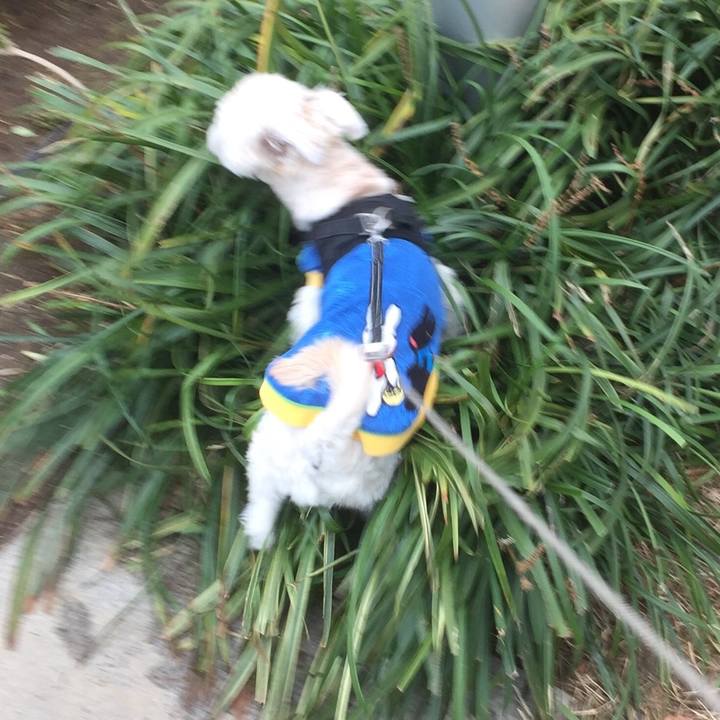 070d2ddc 2836 4a1b 9b39 ee5e1a44e1c8 1512127778158