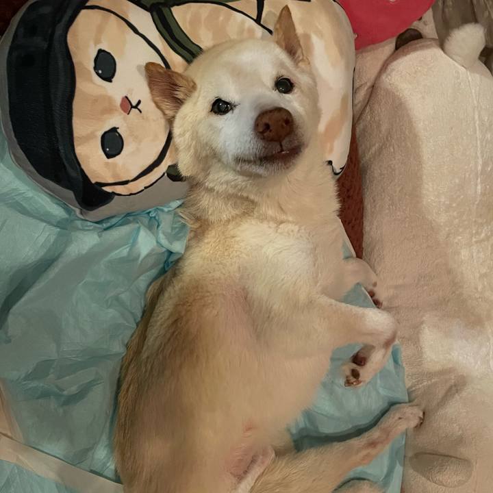 07107b7f 388c 4155 ad35 a97787323258 1679667476264