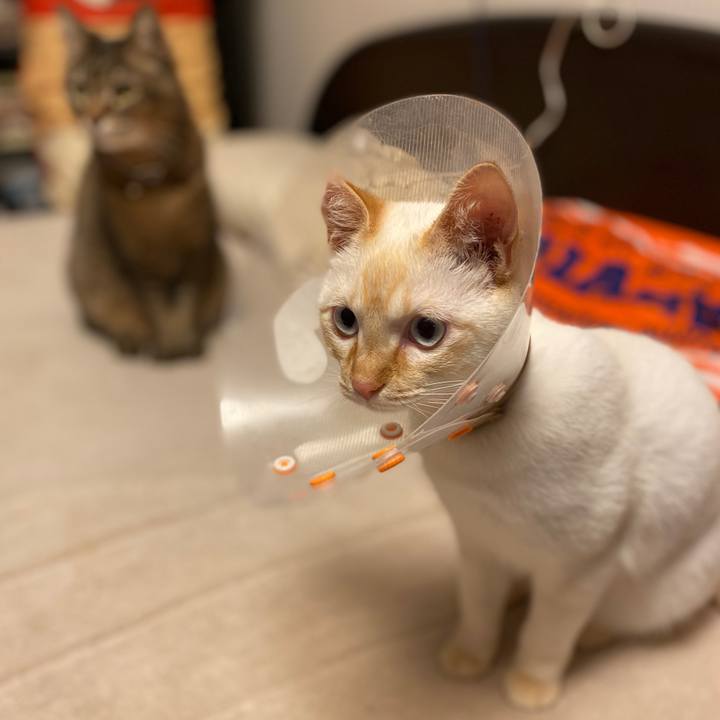 071414a1 e124 4eea bb50 1ddd020841e9 1582630142209