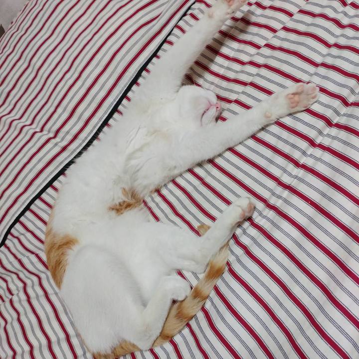 07174e5b 844b 4031 aa7e 7813ec4f4ec2 1526991344445