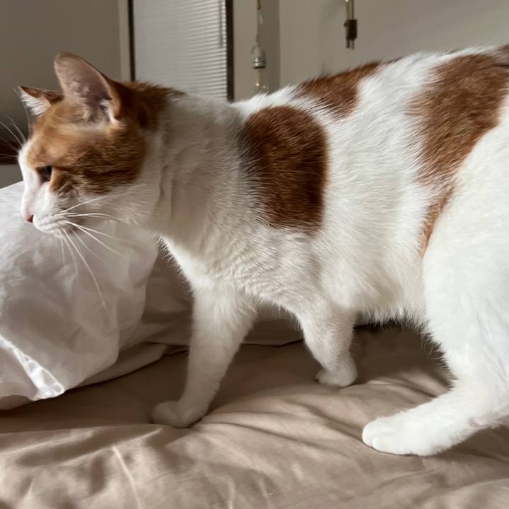 071a6450 52dd 408a 8fa2 359445d73446 1760226033119