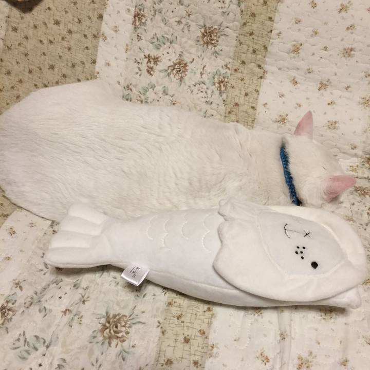 071a6a15 3d5b 43f3 a76a cc772b102265 1509637318096