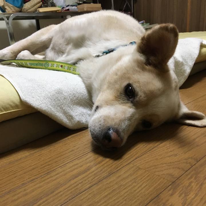 071b5088 d47a 46d9 8204 d201b2583365 1531322146797