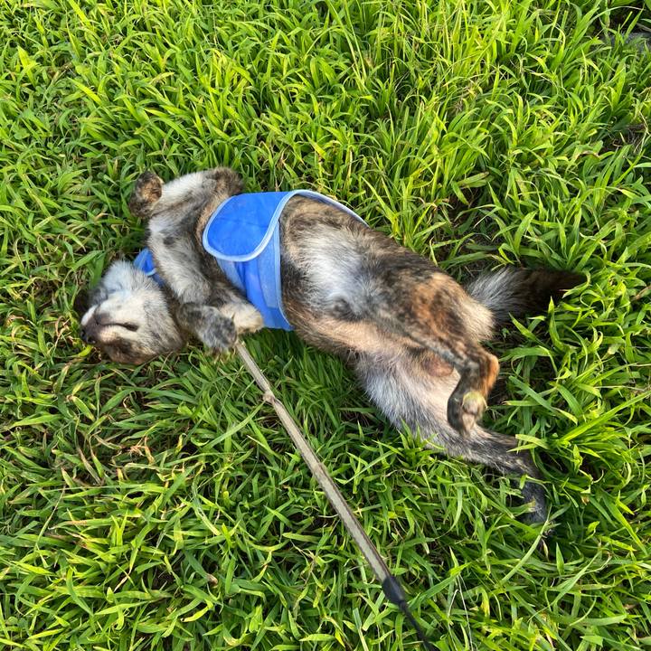 071c4c0c 1569 48b9 a60d e4e0ae449c02 1596621646708