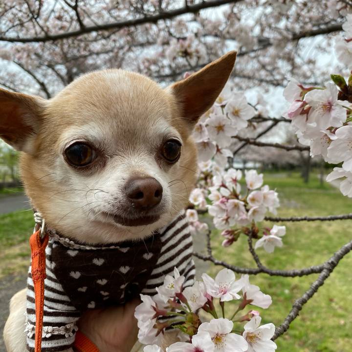 071cc3ab 5567 4219 a05e e4fee0e83d74 1585562859616