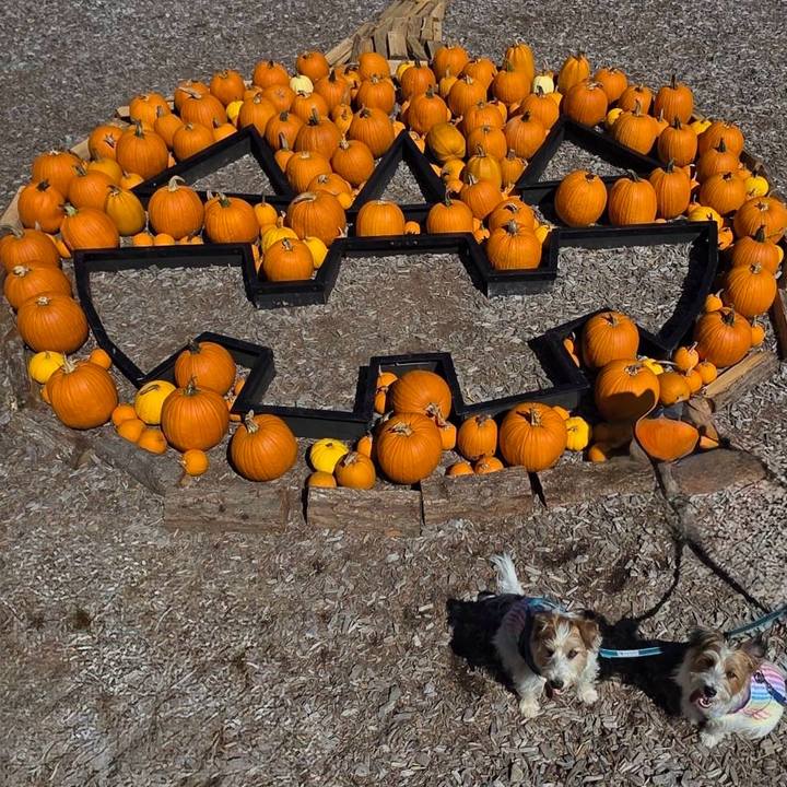 071f9e9e 4ac7 4178 ba46 37795877987c 1761909458527