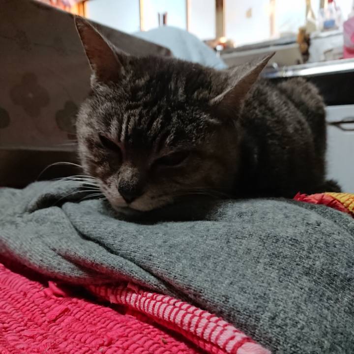 071fc3db 4f53 4bed a8a2 78cdf3beb3b4 1559591801503