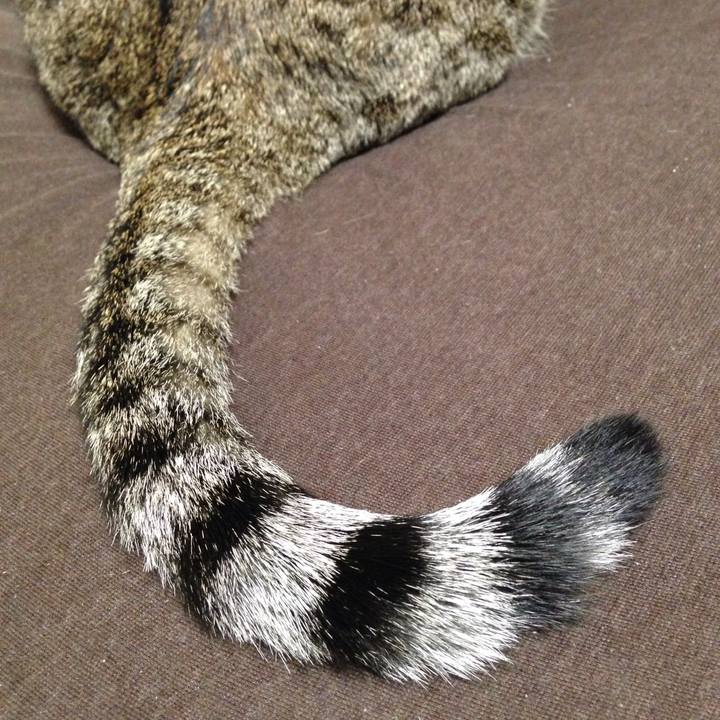 07206c33 80c3 4558 8980 62c9efd7baef 1509879779425