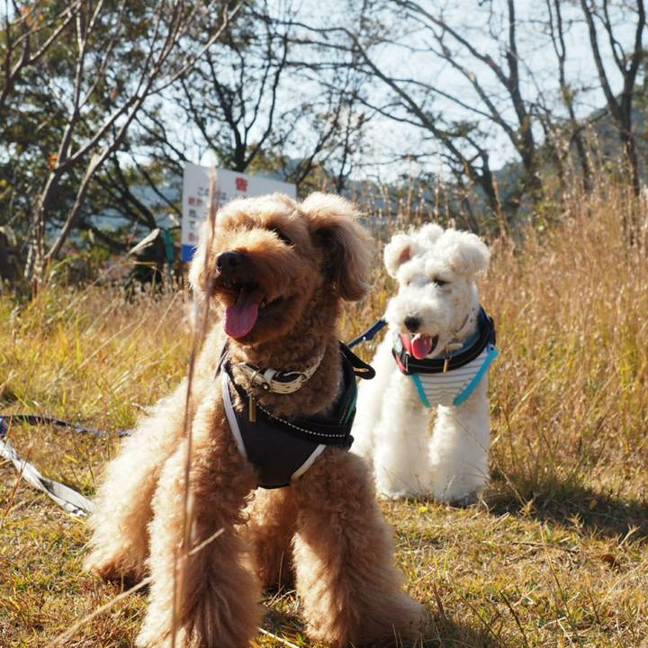 07213a2e ba40 468c 8a78 e732e177f151 1509886848743