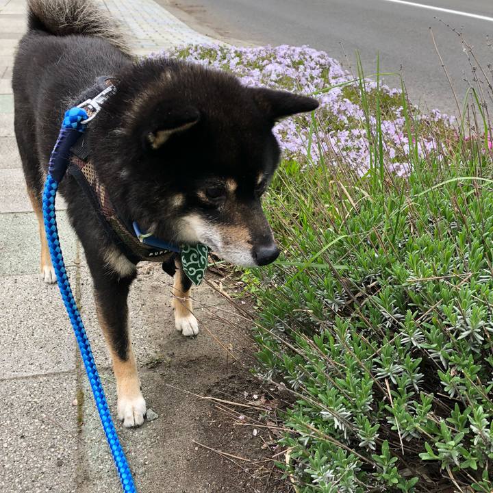 07218074 fe18 4d9d 8e91 59c8207f9ea1 1526203860119