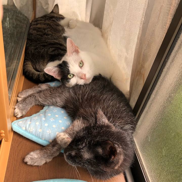 07244f6a e1c2 47b4 9028 5b289765f8fd 1565917416919