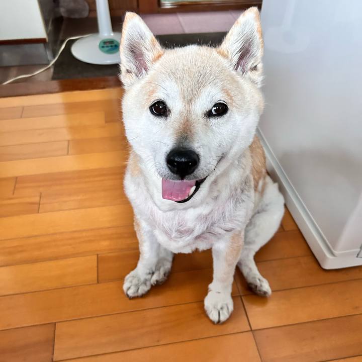 07263a8e 552d 41ce 932d 76dfc0b6418e 1747907902410