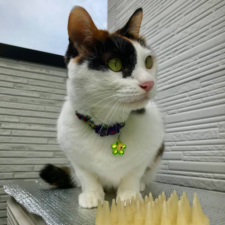 07275e8f 400f 4153 b3da 2951979e8781 1543191325966