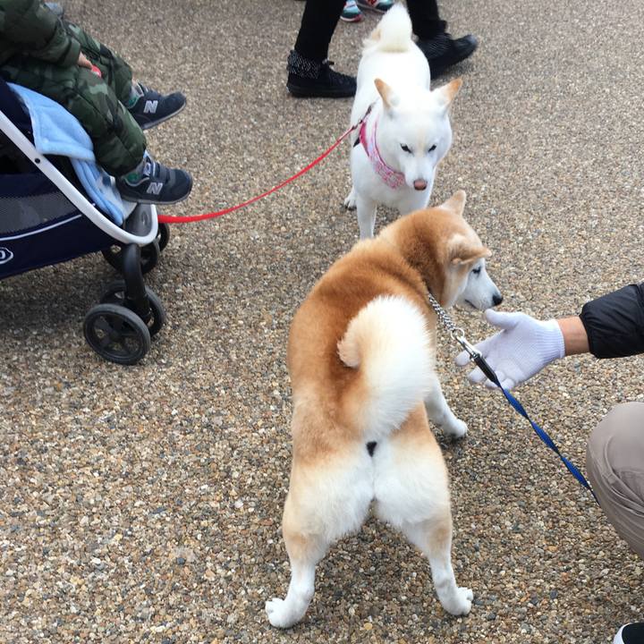 072872ee 7c33 44b2 b6ae e212e7618601 1513495659867