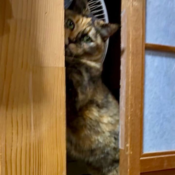 072a6bda 5583 46ef ad6b a8a30b0e5fdd 1766693492453