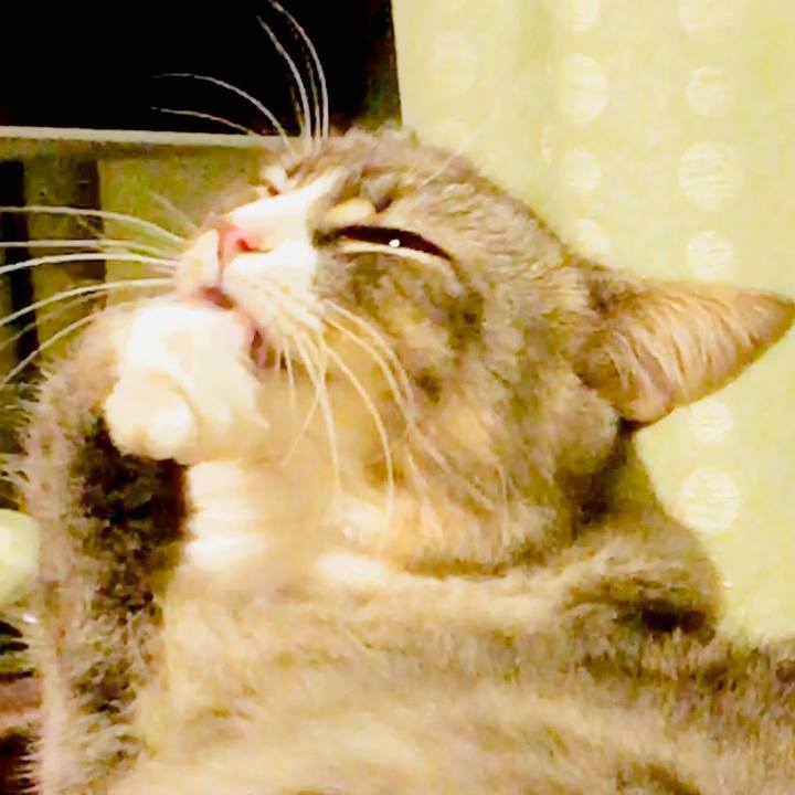 072e86dc 0a54 4fca a963 1795e21704ab 1510940942386