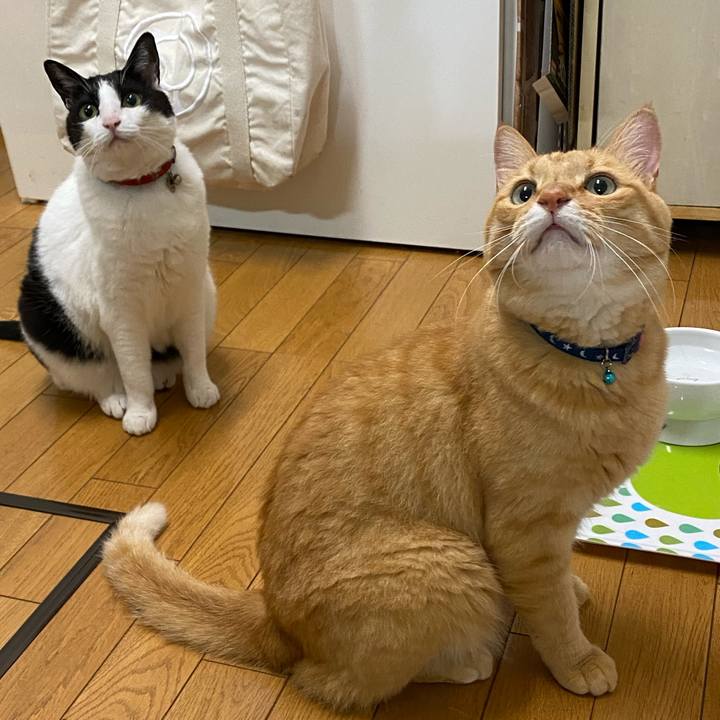 072ec5ed a69f 4c4b b7a7 b3662f07cd3c 1598227333268