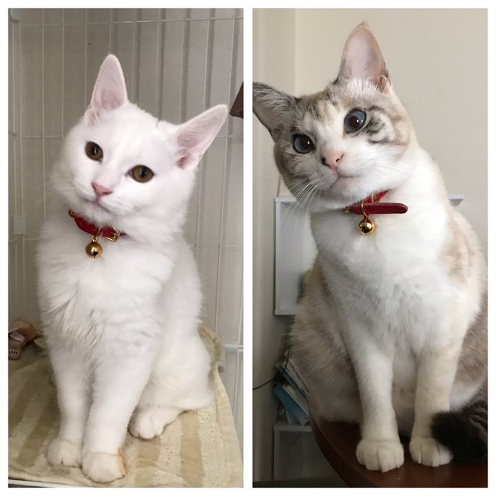 072ef1aa 4ff2 451e bc15 1d8e13dd67f5 1540431593652