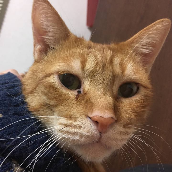 07329989 340b 4c14 9d55 ee2d307574fa 1543489293999