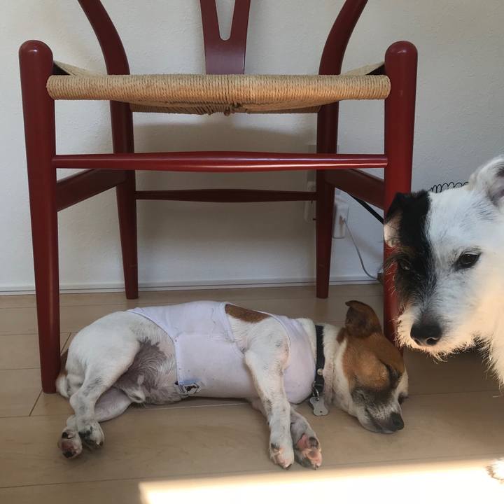 07342b92 4b86 4b69 a753 764e5fe53831 1533167296182