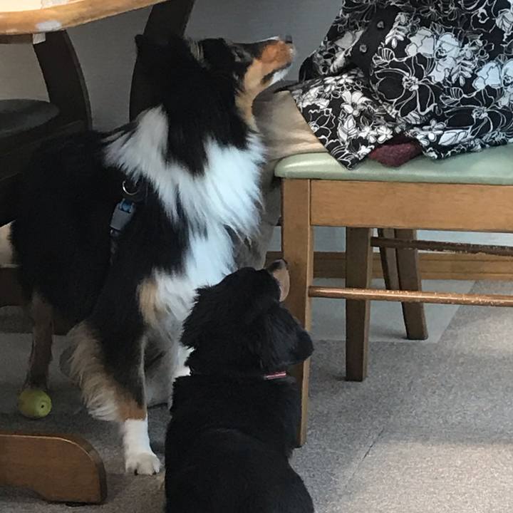 07345909 2e1d 4031 9927 875e5d8ad727 1545432320737