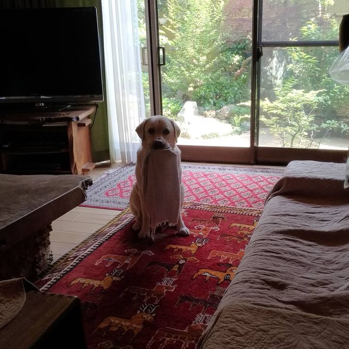 0734e010 1dd2 46ad b84d 7c4f96cae44a 1557637032004