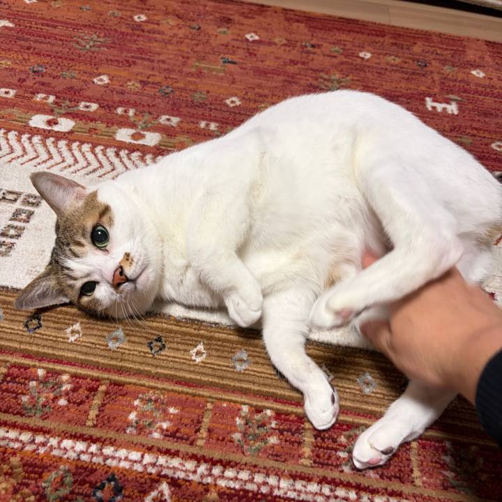 073883e2 420c 425b 872f 2fab3fd67d84 1765357641408