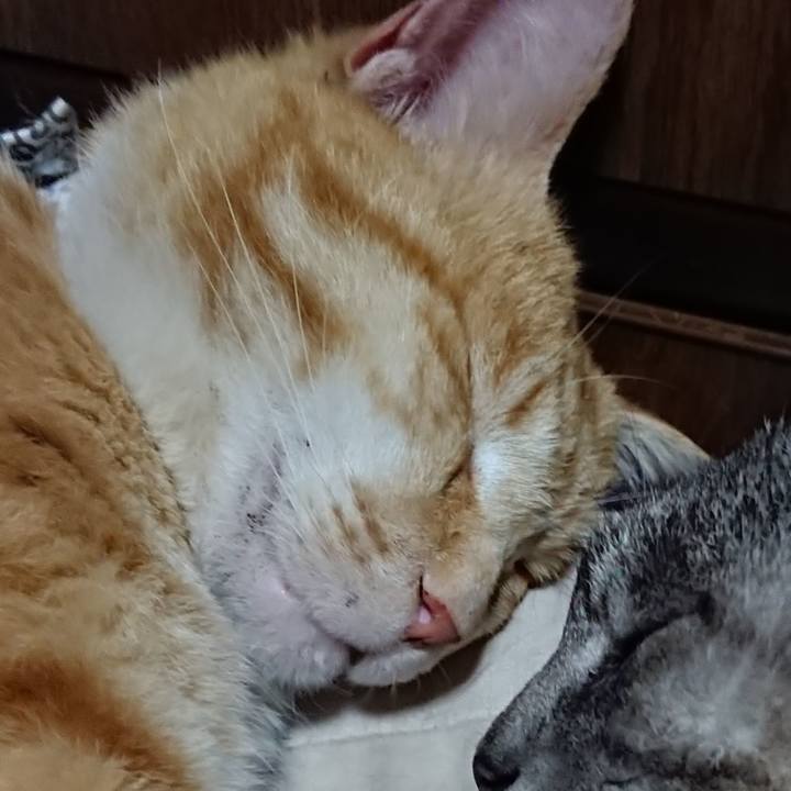 0739785c 3e44 4bed 88d4 bb887042e442 1587389463458