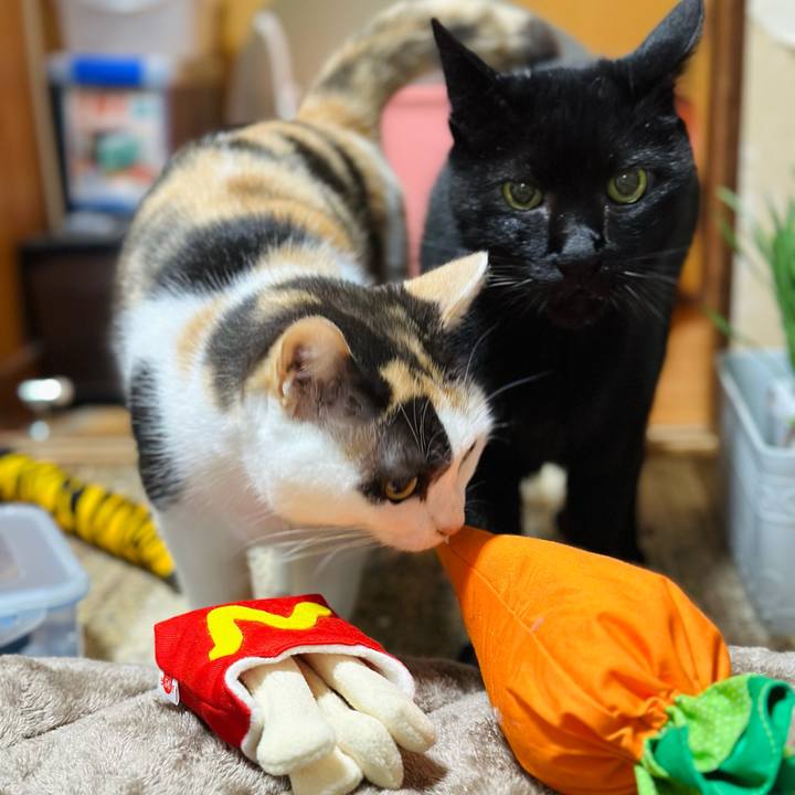 073bb27a cf54 45e8 875a 27776c46b38d 1698802872701