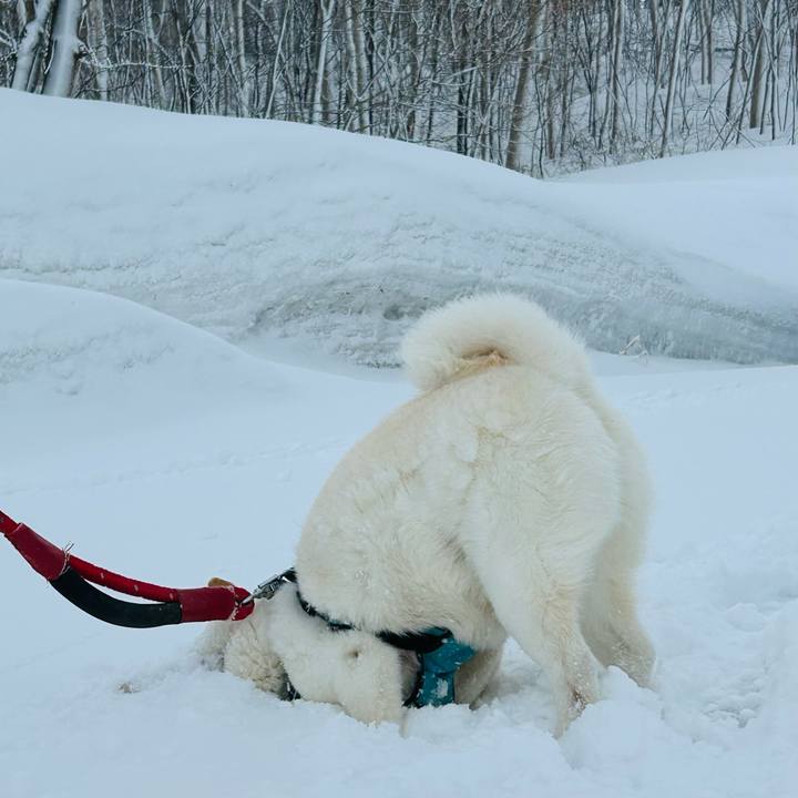 073bb98b 8467 44c8 8d31 72dcf98bacb9 1774044948007