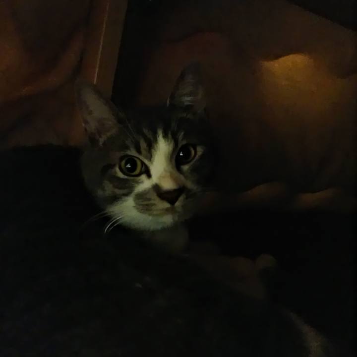 073cc721 0cf7 42c4 9e4c 32b28de88870 1574388099183