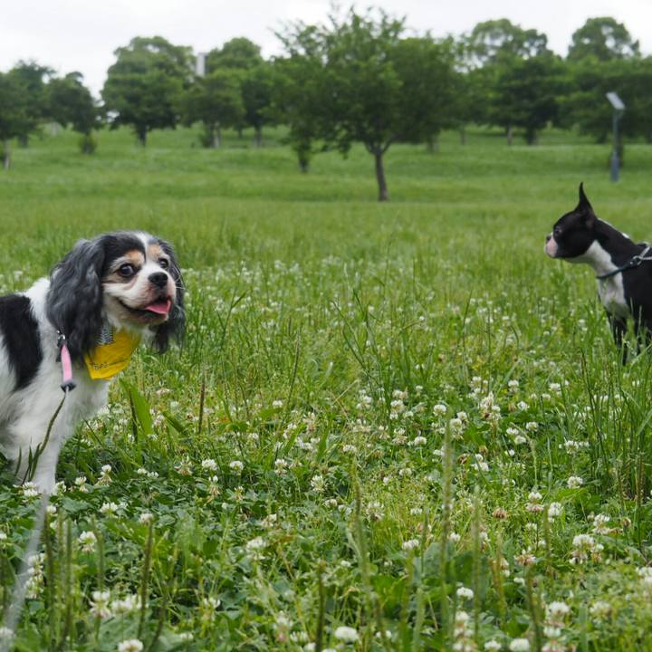 073e9ed6 5f6e 41b7 8878 83a2eb4bc1fe 1528614660407