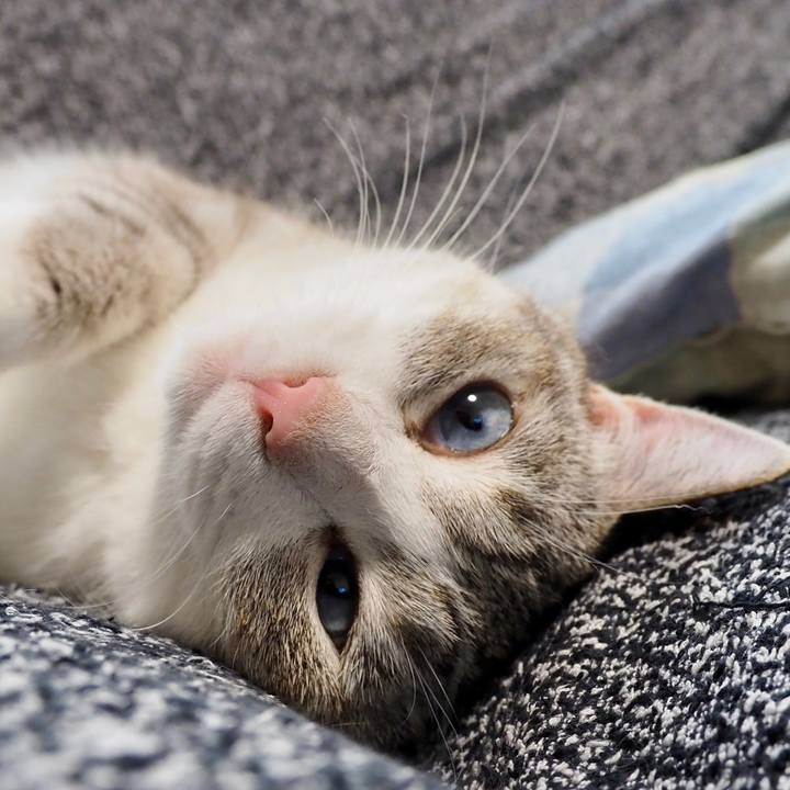 07406cee 34ef 42c9 9b10 3283bef9720d 1596937598897