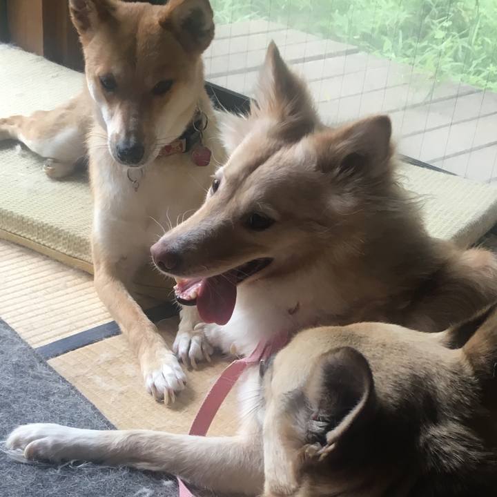 07428bc0 52f4 41eb ab3e 5c91d7dc1ea0 1527296597444