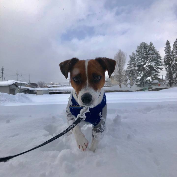 0748482e 1c69 440e 934d 8328f504a2d1 1548150609813