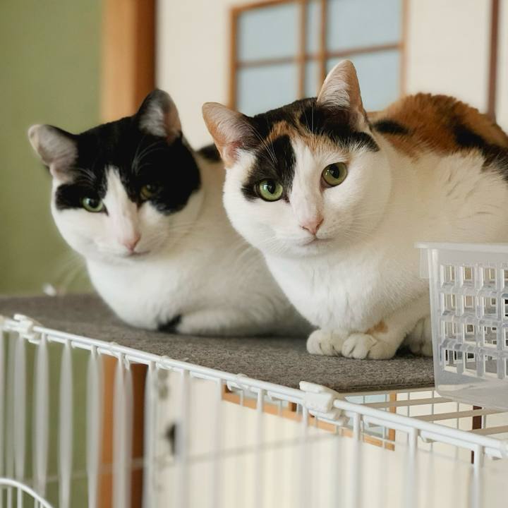 074aa860 a283 420d 959e 5a423e94578f 1584493185194