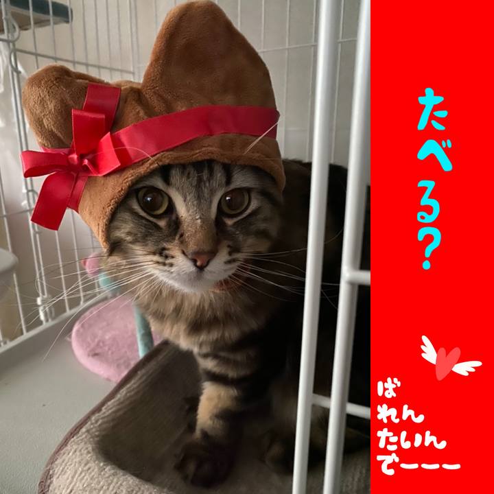 074b3590 a3f4 40a1 bc58 8b7048a69d0c 1581658404374