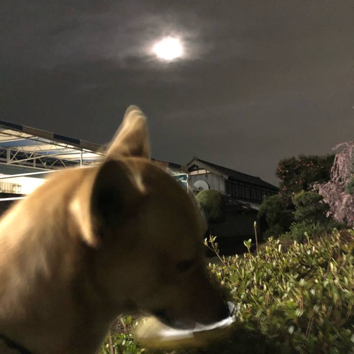 074c851d 40ea 421d 90b2 64c75dde128d 1553224518184