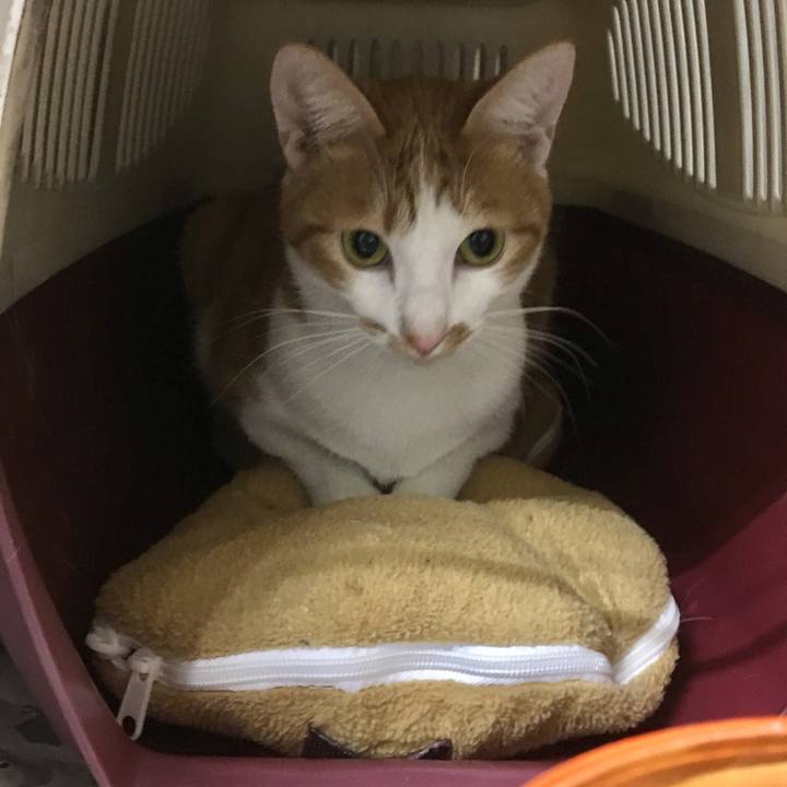 074d12cb 3761 4f06 b8ae b3c95b8cf8c5 1547024532744